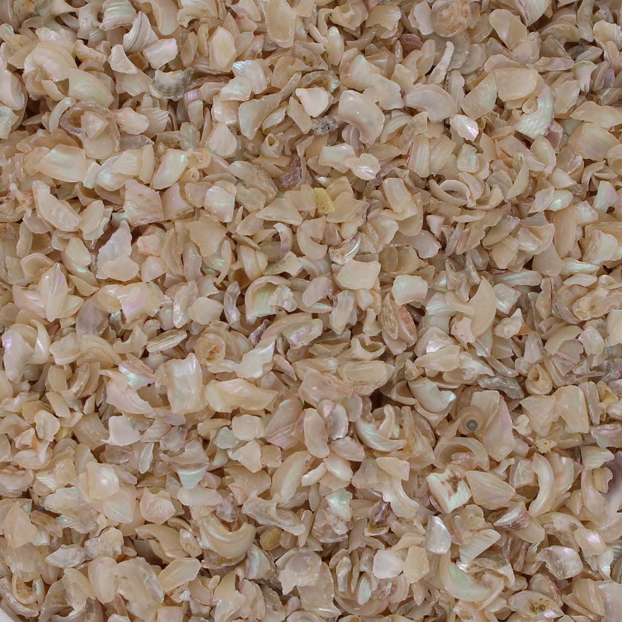 Coastal Shell Boho Cuff Bracelet - Baby Trocha Shell