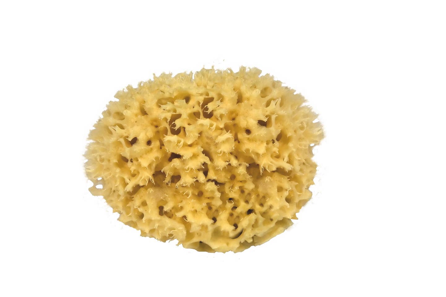 Sustainable natural sponge from the sea