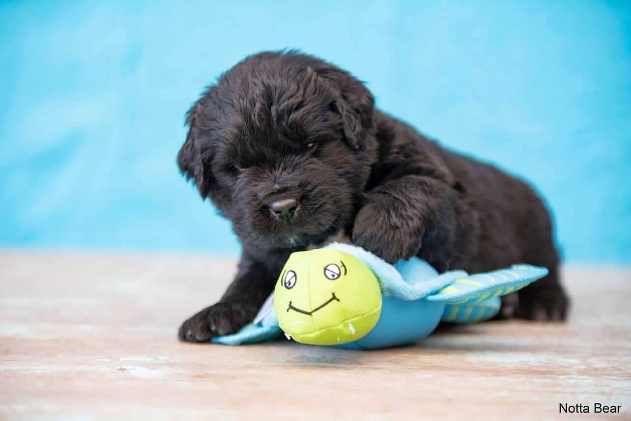 Spunky Pup - Clean Earth Recycled Plush Toys - 100% Sustainable: Large / Turtle