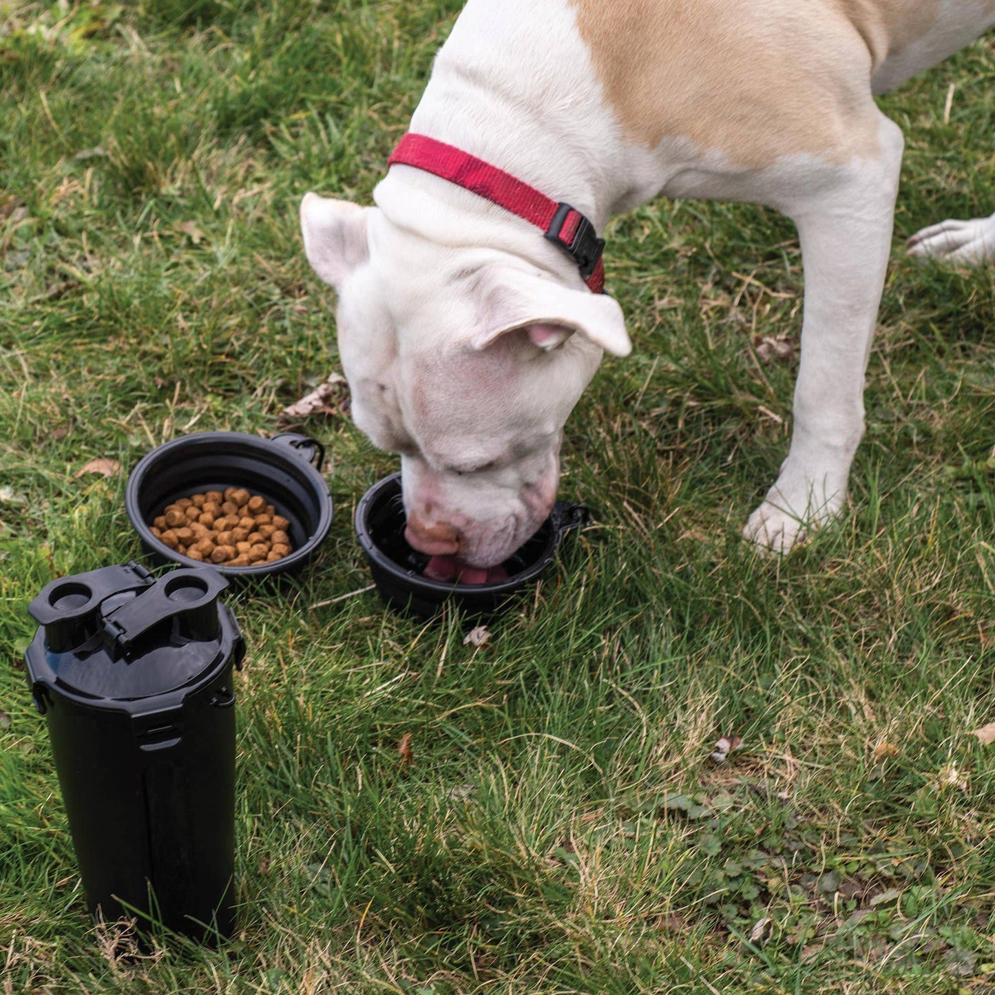 Doggie Duo for the Mad Man's Best Friend: Black